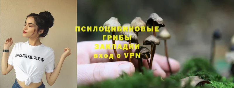 кракен   Вышний Волочёк  Галлюциногенные грибы Psilocybine cubensis  наркота 